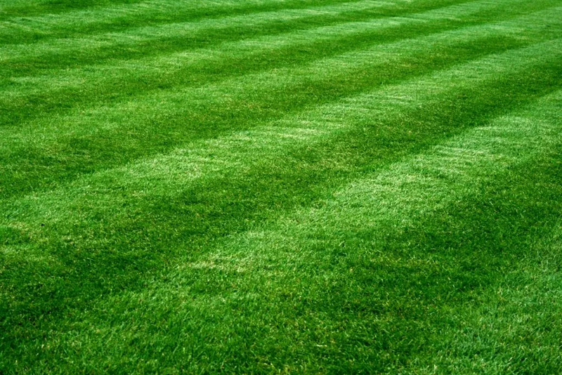 File:Best-grass-for-georgia-1024x683.png