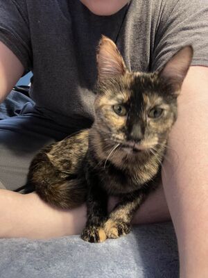 Catpfp.jpg