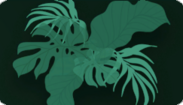 Jungle